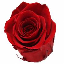 Infinity ruusut iso Ø5.5-6cm punainen 6kpl