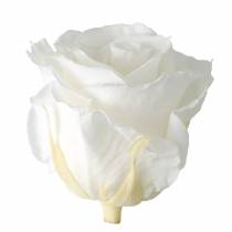 kohteita Infinity Roses Large Ø5,5-6cm Valkoinen 6 kpl