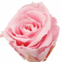 Ikuiset ruusut keskikokoiset Ø4-4,5cm vaaleanpunaiset 8kpl