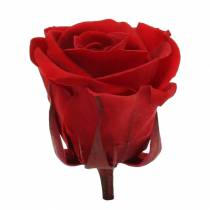 Säilöttyjä ruusuja keskikokoinen Ø4-4,5cm punainen 8kpl