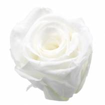 Säilötyt ruusut keskikokoiset Ø4-4,5cm valkoiset 8kpl