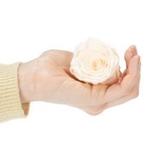 kohteita Ruusunpäät, säilykekukat tyylikkäisiin kukka-asetelmiin, 5 cm, 6 kpl