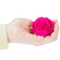 kohteita Säilöttyjä ruusukoristeita, aitoja kukkia pöytäkoristeluun, ainutlaatuisia ja kestäviä kukkia, 5 cm, 6 kpl