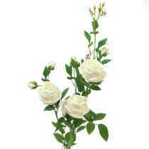 Ruusun oksa Crème/Rosè 100cm