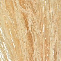 Taivutettu ruoho Agrostis Capillaris Kuiva ruoho valkaistu 65cm 80g