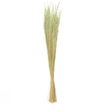kohteita Taivutettu ruoho Agrostis Capillaris Kuivat ruohot Vihreät 65cm 80g