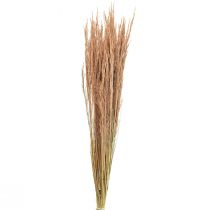 kohteita Red Bent Grass Agrostis Dry Grass Punainen Ruskea 65cm 80g