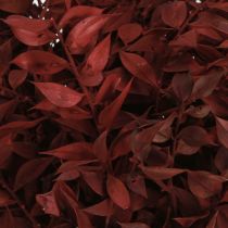 kohteita Ruscus Red langalla kuivattuja koristeoksia 20cm 1 nippu