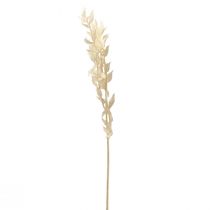 kohteita Ruscus kuivattu koristeoksa Ruscus valkaistu 62cm 1 kpl