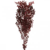 Kuivattu Ruscus, kuiva kukkakauppa, piikkimyrtti punainen L58cm 30g