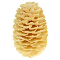 kohteita Sabulosum-käpyjä valkaistuja 500g