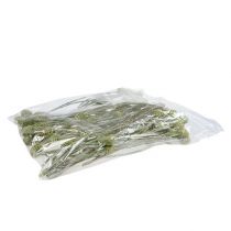 kohteita Sabulosumin oksat 4-6 Vihreähuurteinen 25 kpl