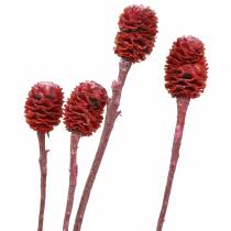 Deco-oksat Sabulosum red himmeä 4-6 25 kpl
