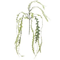 kohteita Keinotekoinen sahalehtikaktus Epiphyllum anguliger L68cm 3 kpl