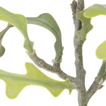 kohteita Keinotekoinen sahalehtikaktus Epiphyllum anguliger L68cm 3 kpl