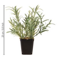kohteita Salvia ruukussa Salvia Lavandulifolia Artificial H25cm