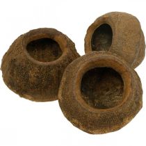 kohteita Paradise Nut Plant Pot Natural Sapucaia Ø14cm K10cm 3 kpl