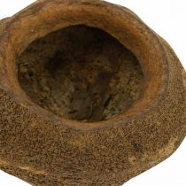 kohteita Paradise Nut Plant Pot Natural Sapucaia Ø14cm K10cm 3 kpl