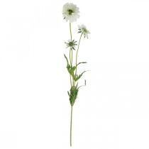 kohteita Scabiose tekokukka valkoinen puutarhakukka H64cm nippu 3 kpl