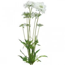 kohteita Scabiose tekokukka valkoinen puutarhakukka H64cm nippu 3 kpl