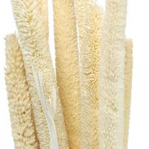 Reed deco ruokoruoho kuivattu valkaistu H60cm nippu
