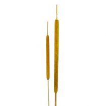 Reed Flask Mix Yellow 100 kpl