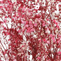 kohteita Gypsophila paniculate kipsiyrtti marjassa L50cm 55g
