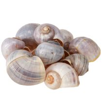kohteita Etanankuoret luonto 1kg