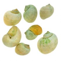 Etanankuoret Vihreät 1kg