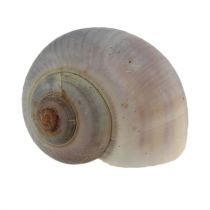 Etanankuoret luonto 1kg