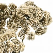 kohteita Sedum keinotekoinen kukka Stonecrop kerma kukka koristelu syksy 70cm 3kpl 3cm