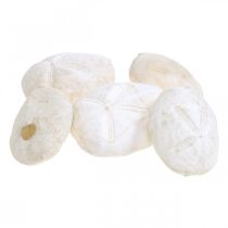 Merisiili valkoinen, merellinen luonnonkoristelu 4cm-6cm 25s