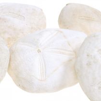 Merisiili valkoinen, merellinen luonnonkoristelu 4cm-6cm 25s