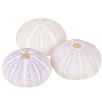 kohteita Merisiilin kuorikotelo valko-violettia Ø4-6cm 12 kpl