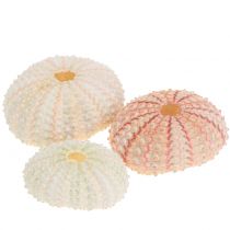 kohteita Merisiili Pink Maritime Decoration 36 kpl