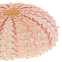 kohteita Merisiili Pink Maritime Decoration 36 kpl