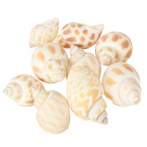 kohteita Merietanat luonnolliset etanankuoret merelliset 2-4 cm 300 g