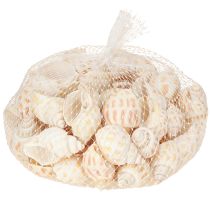 kohteita Merietanat luonnolliset etanankuoret merelliset 2-4 cm 300 g