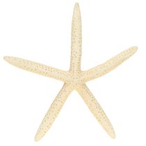 kohteita Meritähti Decoration Natural Kuivatut Real Starfish 15-17cm 10kpl