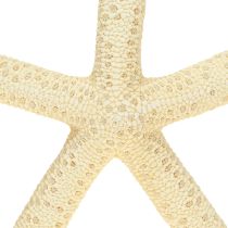 kohteita Meritähti Decoration Natural Kuivatut Real Starfish 15-17cm 10kpl