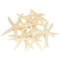 kohteita Meritähti Decoration Natural Kuivatut Real Starfish 15-17cm 10kpl