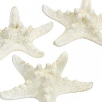 Meritähti koristeena valkoinen, kuivattu meritähti käsityökäyttöön 7-11cm 15s
