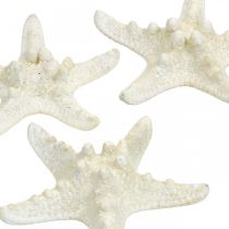 kohteita Meritähti koristelu valkoinen, kuivattu meritähti askarteluun 7-11cm 15kpl