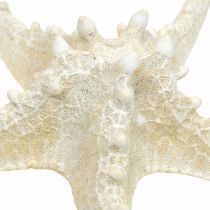 Deco meritähti iso kuivattu valkoinen nuppillinen meritähti 19-26cm 5kpl