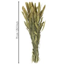 kohteita Kuivattuja hirssiharjaksen (Setaria) kukkia maalaismaisiin ja tyylikkäisiin kodinsisustukseen 75 cm 220 g