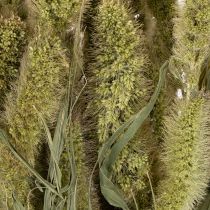 kohteita Kuivattuja hirssiharjaksen (Setaria) kukkia maalaismaisiin ja tyylikkäisiin kodinsisustukseen 75 cm 220 g