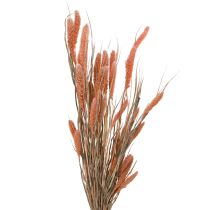 kohteita Setaria harjas hirssi kuiva koristelohi 69cm 70-75g x 2kpl