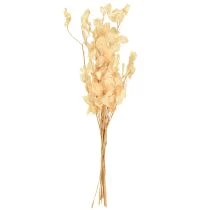 kohteita Kuivattu hopealehti Lunaria samppanja 65-70cm 20g