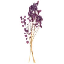 kohteita Kuivattu hopealehti Lunaria kuuvioletti violetti 65-70cm 20g