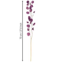 kohteita Kuivattu hopealehti Lunaria kuuvioletti violetti 65-70cm 20g